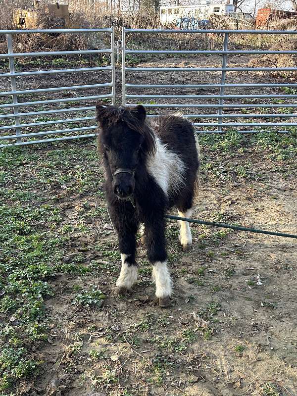 black-white-amha-filly