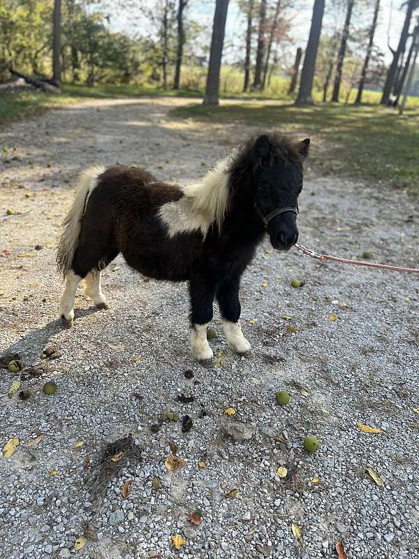 miniature-horse-for-sale
