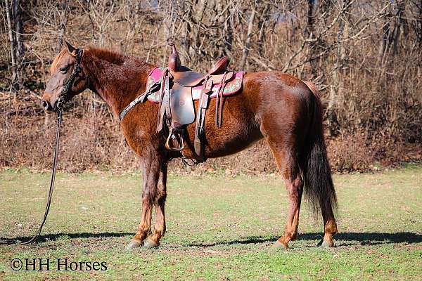 livestock-mare