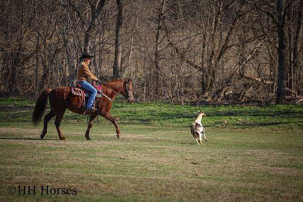 used-for-ranch-work-mare