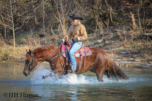 all-quarter-horse