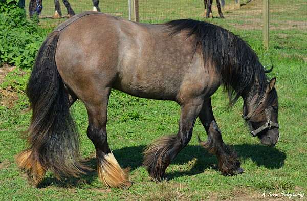 dun-gypsy-vanner-broodmare