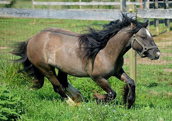 grulla-gypsy-vanner-broodmare