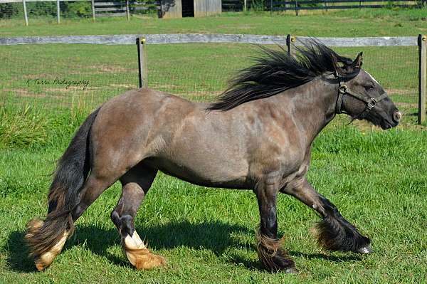 roan-gypsy-vanner-mare