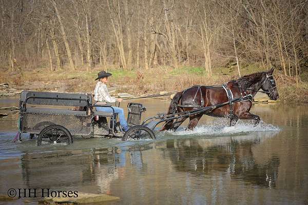 all-around-percheron-horse