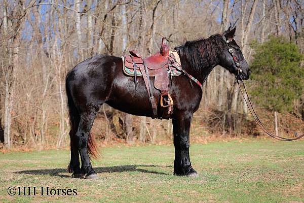 athletic-percheron-horse