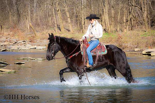 beginner-percheron-horse