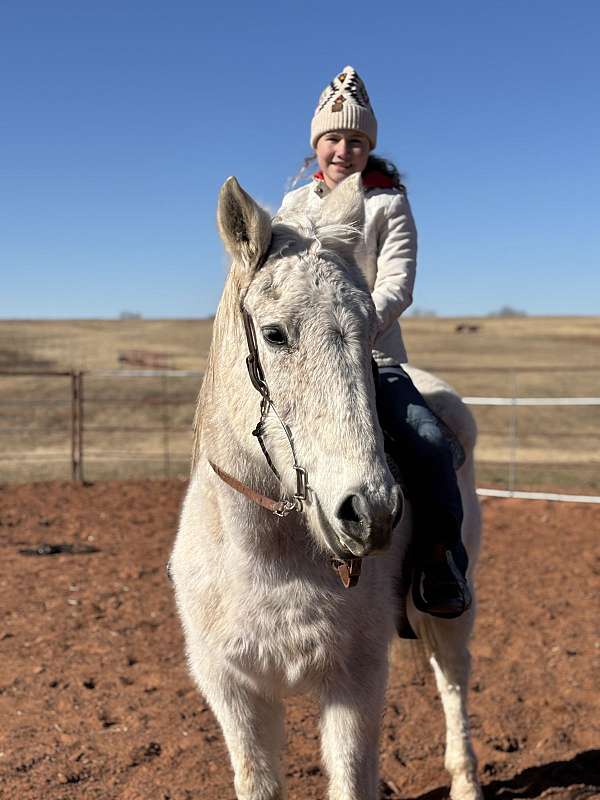 barrel-draft-horse