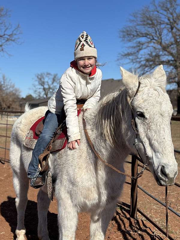 all-around-draft-horse