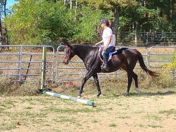 all-around-thoroughbred-horse