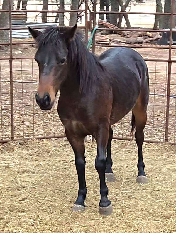 project-working-colt-yearling