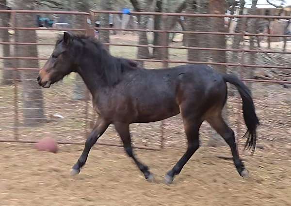 breeding-welsh-pony