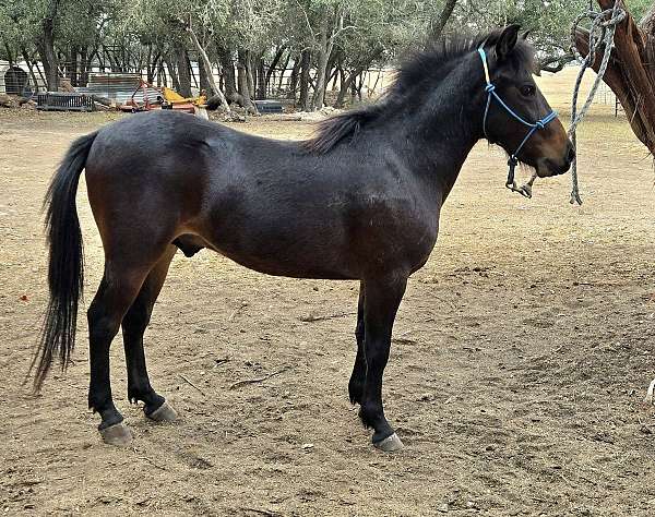 playday-welsh-pony