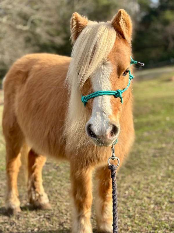 all-around-shetland-pony