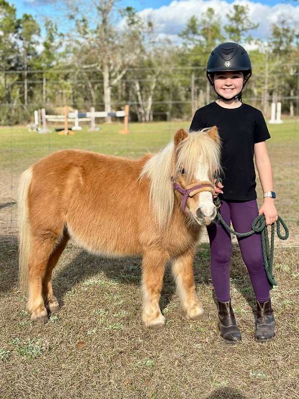 beginner-shetland-pony