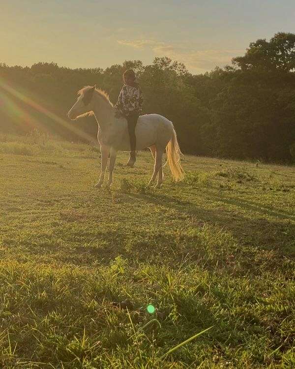 pinto-hunter-under-pony