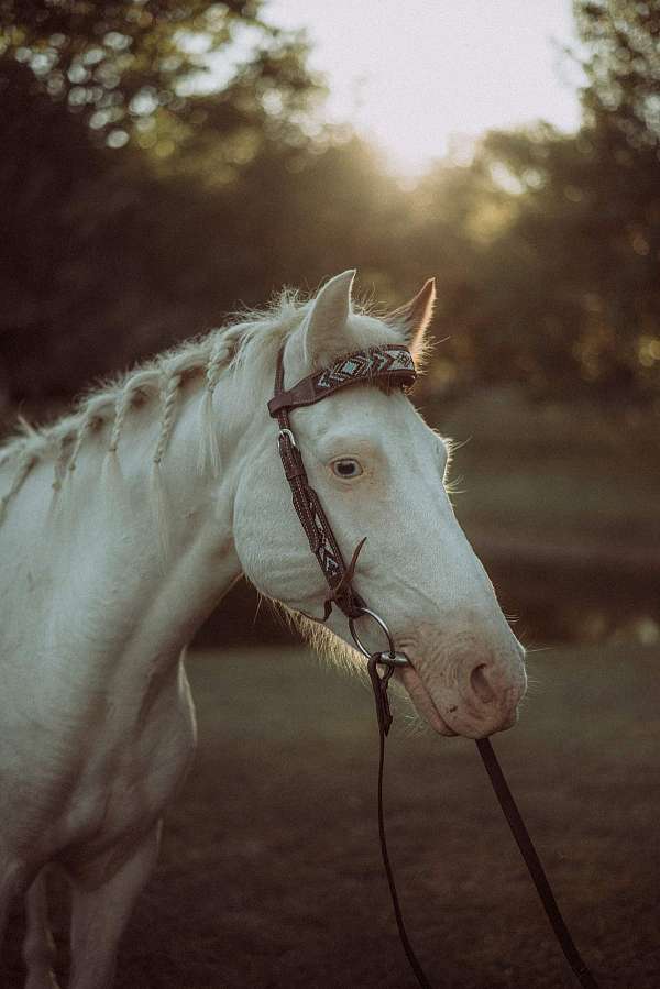 hunter-under-quarter-pony