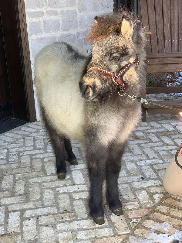 Mini Filly AMHR Spectacular Grulla Filly Yearling