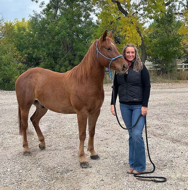 sorrel-white-heel-horse