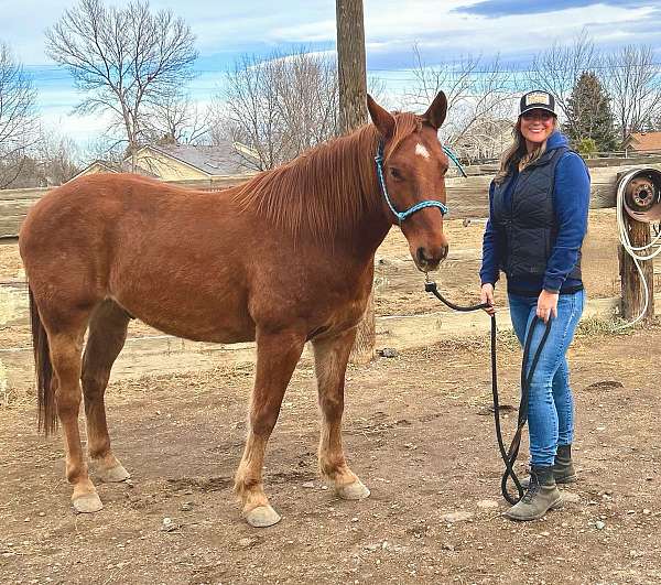 sorrel-white-roping-horse