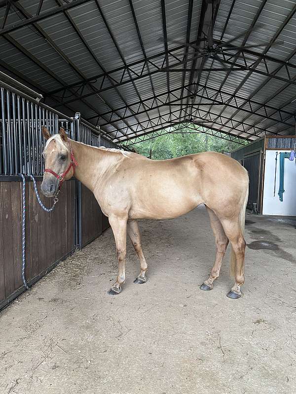 horse-camp-mare