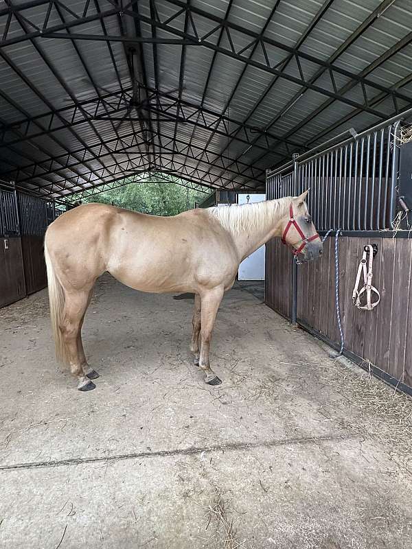 adult-quarter-horse