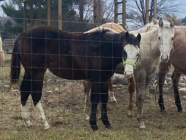 bald-face-2-hind-socks-horse