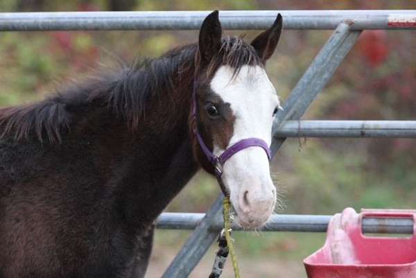 bay-overo-bald-face-2-hind-socks-horse