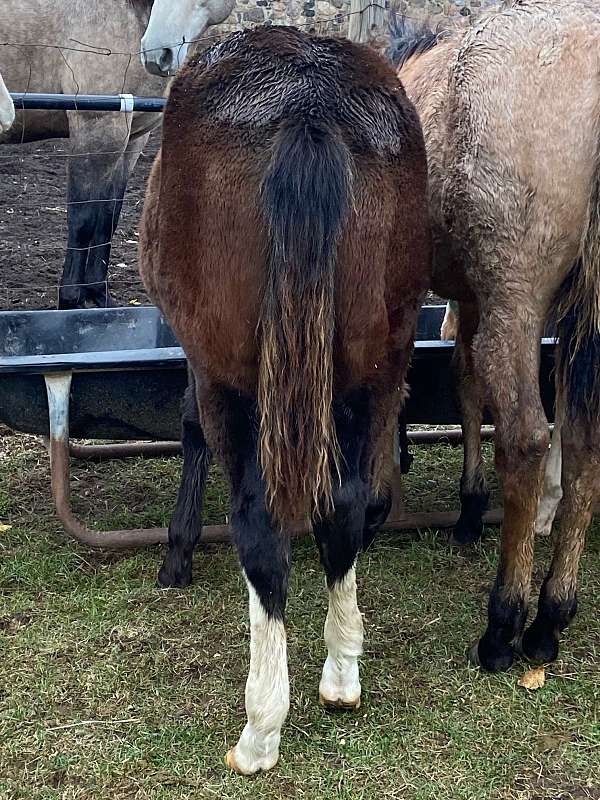 all-around-ranch-mare-yearling