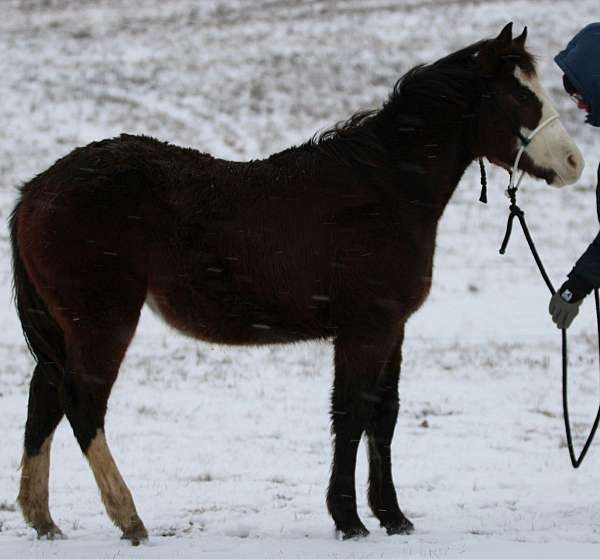 flu-paint-horse