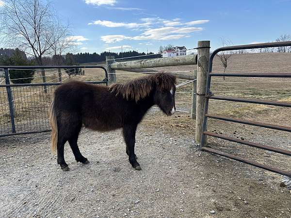 miniature-colt