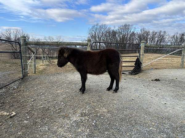 miniature-horse-for-sale