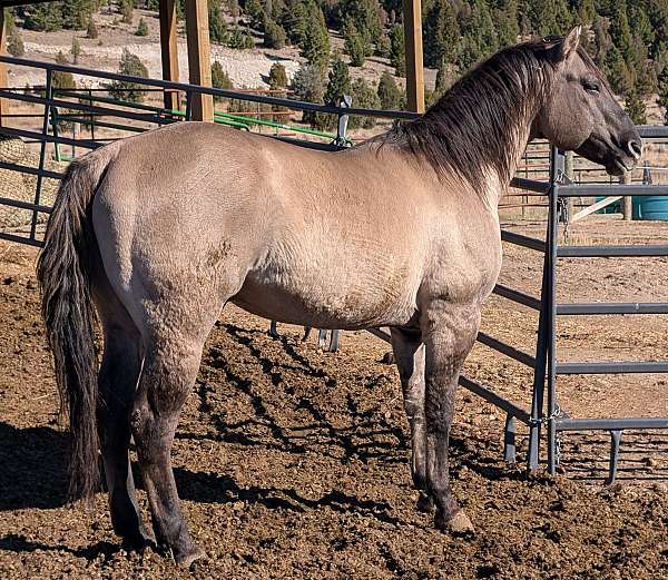 fiddle-on-jack-quarter-horse