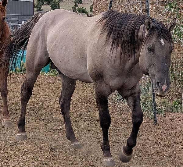 homozygous-stallion-for-sale-quarter-horse