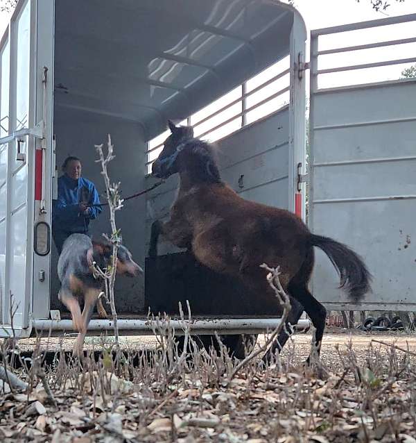 barrel-racing-welsh-pony