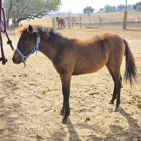 beginner-welsh-pony