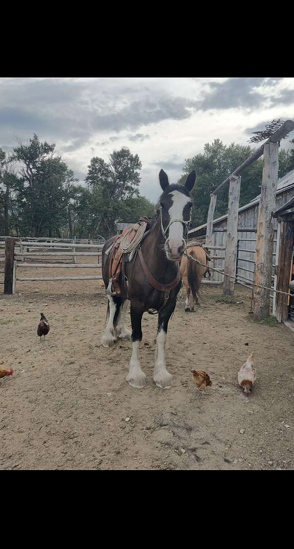 athletic-clydesdale-horse