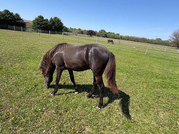 smokey-black-rmha-horse