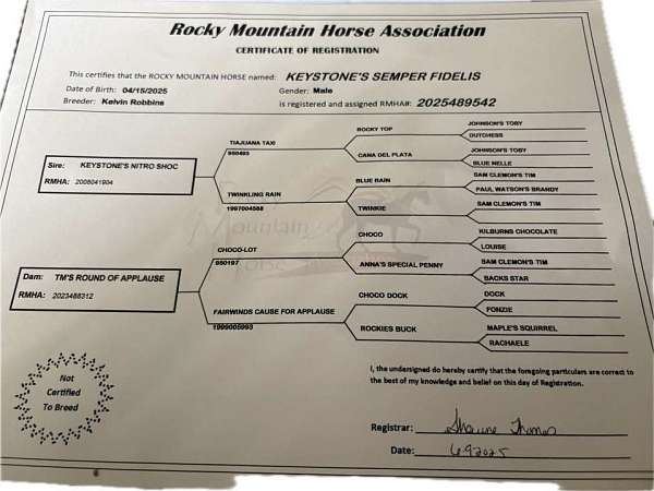 breeding-rocky-mountain-horse