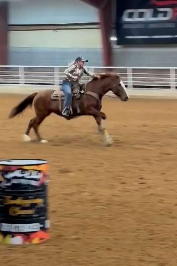 athletic-mustang-horse