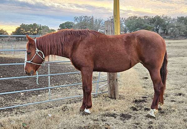 barrel-racing-mustang-horse