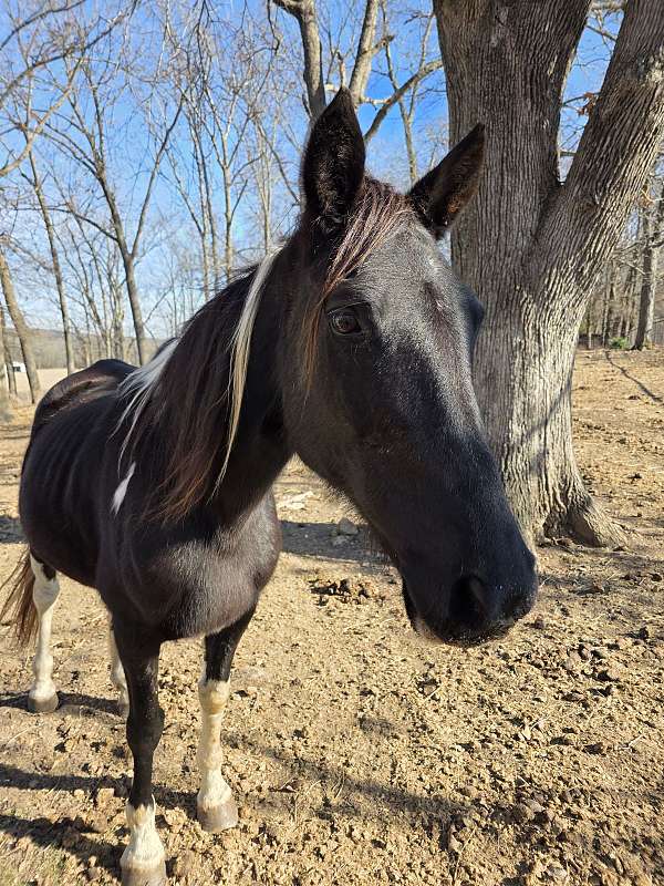 mare-tennessee-walking-horse