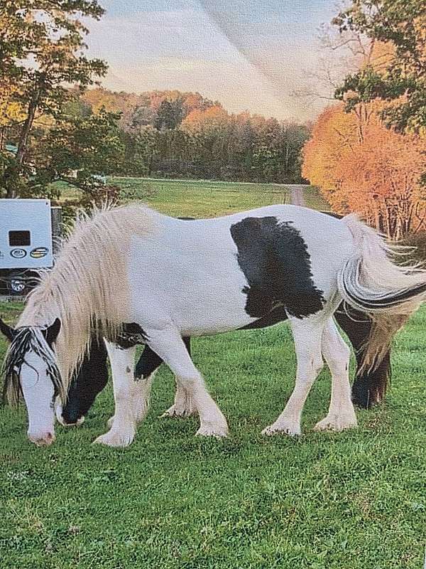 foal-tennessee-walking-horse