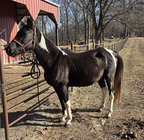 gaited-tennessee-walking-horse