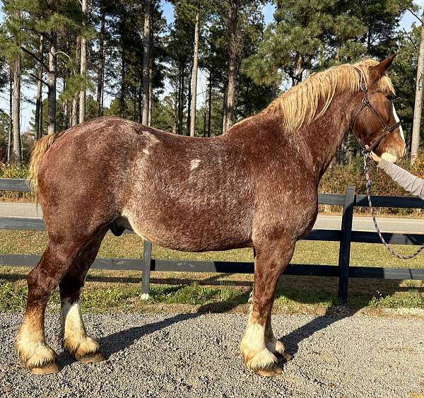driving-belgian-clydesdale-horse
