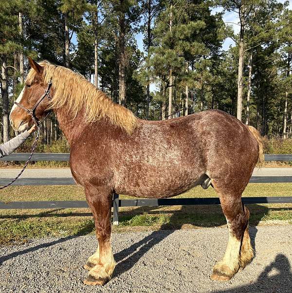 beginner-belgian-clydesdale-horse