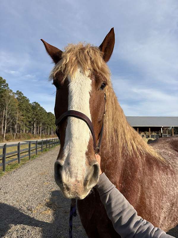 harness-belgian-clydesdale-horse
