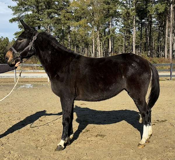black-mule-mare