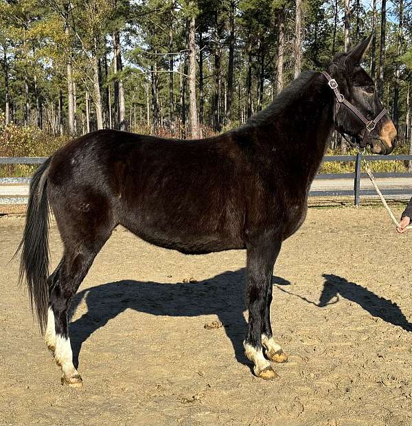 black-mare-for-sale