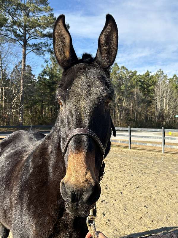 15-hand-mule-mare